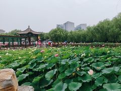 -莲花池公园
