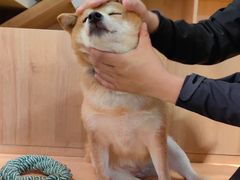 -是阿柴呀！柴犬咖啡·爱喵喵猫咖