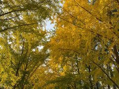 -三里屯东五街银杏大道