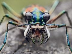 -上海昆虫博物馆