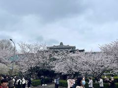 -武汉大学-樱园