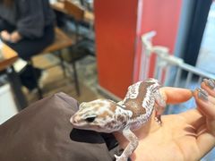 -酷以爬仙阁实体爬宠店·守宫·蜥蜴·专业繁育