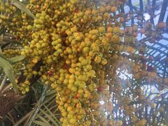 -广西壮族自治区药用植物园