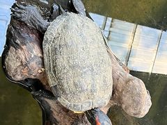 -广州长隆飞鸟乐园