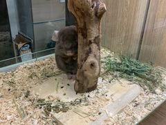 -藦茜花园宠物主题亲子互动体验馆(国顺东路店)