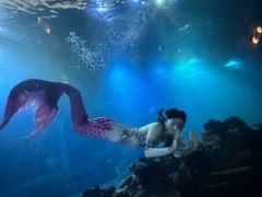 -涛·海底餐厅·美人鱼·自助餐·海底隧道(三亚海棠湾洲际度假酒店)