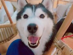 -Husky Go! 哈士奇体验馆·宠物咖啡厅狗咖