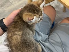 -楼上猫咖(罗湖店)