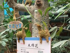 -呀路古热带植物园