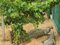 -石家庄市动物园