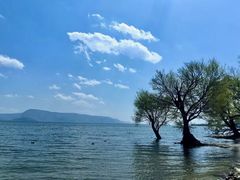 -洱海月湿地公园