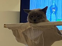 -滚猫咖啡·猫咖·猫友好撸猫(未来城店)