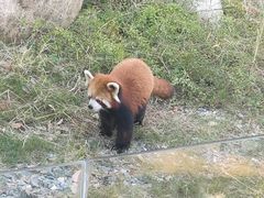 -武汉动物园