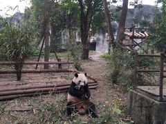 -成都大熊猫繁育研究基地