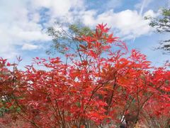 -广州市帽峰山景区