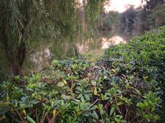 -白鹭湾湿地公园