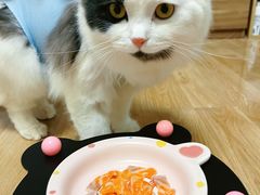 -汪喵宠物医院·骨科心脏影像·犬猫急重症ICU诊疗中心(成华分院)