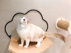 -飞行喵MR PILOT|猫舍·猫咖(静安大融城店)