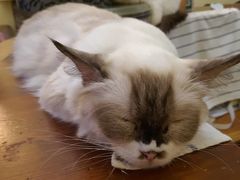 -猫色咖啡·猫咖