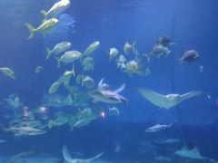 -烟台海昌鲸鲨海洋公园