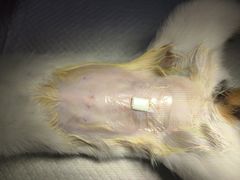 -爱贝特动物医院·猫口炎专科