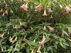 -桤木河湿地公园