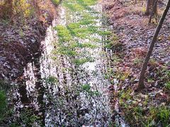 -合肥滨湖国家森林公园