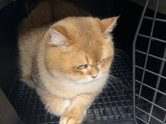 -安安宠医宠物医院·异宠·犬猫内科(岳阳分院)
