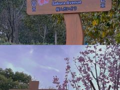 -顾村公园