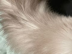 -安安宠医宠物医院·异宠·犬猫内科(岳阳分院)