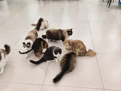 -安格丽娜·狗咖·猫咖羊驼咖(春熙路百盛商场店)