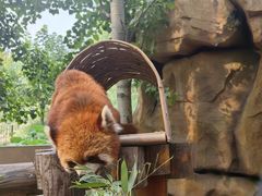 -北京野生动物园