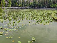 -翠湖公园