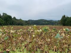 -清漾毛氏文化村