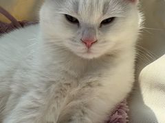 -伟伟宠物医院·瑞派猫友好医院·猫科(光谷店)