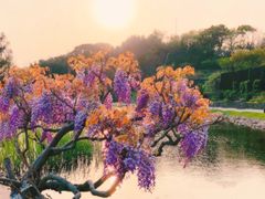 -上海辰山植物园
