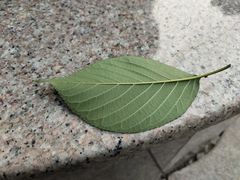 -番食园鲜食火锅(高新店)