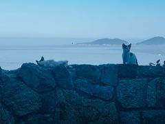 -普陀山风景名胜区-千步大沙