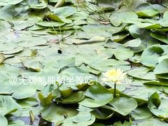 -东莞植物园