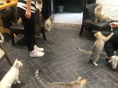 -猫色咖啡·猫咖
