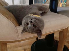 吐司-么么咖啡(燕郊店)