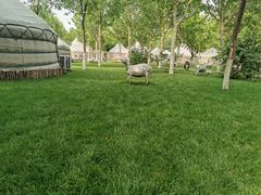 -九十九顶毡房(阜石路店)