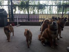 -柴犬高等学院·狗咖·柴犬售卖·宠物训练