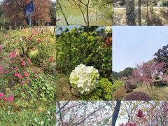 -铁山坪森林公园