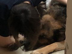 -彩虹桥宠物火化殡葬善终服务(金乐大厦店)