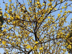 -三圣花乡旅游区