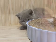 -屋虎猫馆(宝安大仟里店)