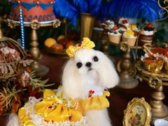 -萌宠之家·腊肠犬·马尔泰·小体犬舍