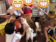-柴犬高等学院·狗咖·柴犬售卖·宠物训练