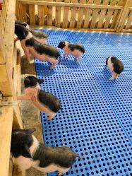 -萌宠亲子动物乐园(槐房万达店)